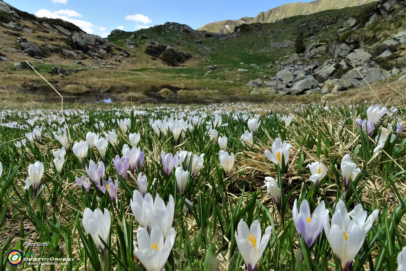 43 Estese fioriture di crocus.JPG